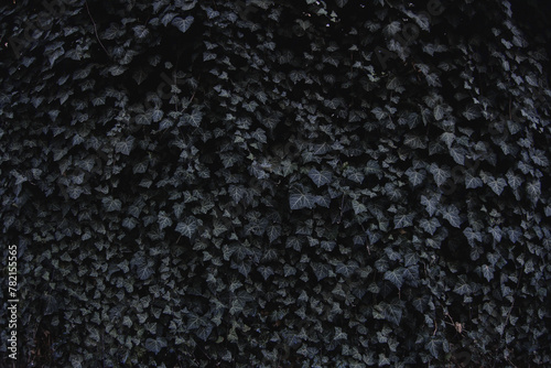 Ivy bush plant leaves on wall as natural botanical floral dark pattern backdrop wallpaper background toned in blue cold colors tones