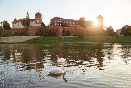 swans on the Vistula river at dawn in the rays of the warm sun
