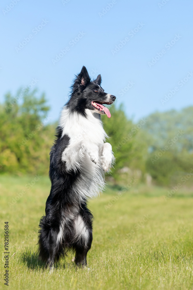 Cute black and white border collie dog doing a standing on hind legs command Cute black and white border collie dog doing a standing on hind legs command