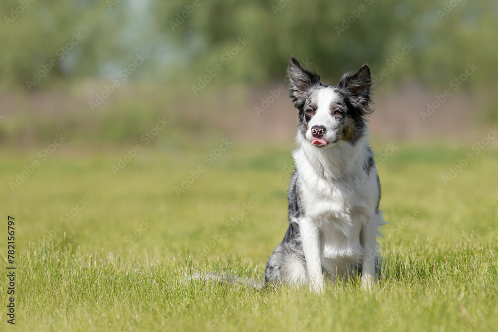 Border Collie dog sitting on green grass