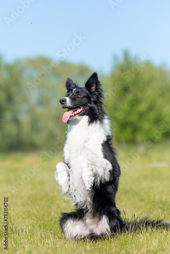 Fototapeta Naklejka Na Ścianę i Meble -  Cute black and white border collie dog doing a standing on hind legs command