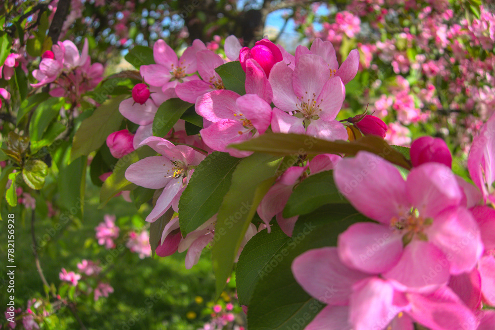 Flowering branches of sakura apple tree, blooming pink flowers close up in sun light during warm spring