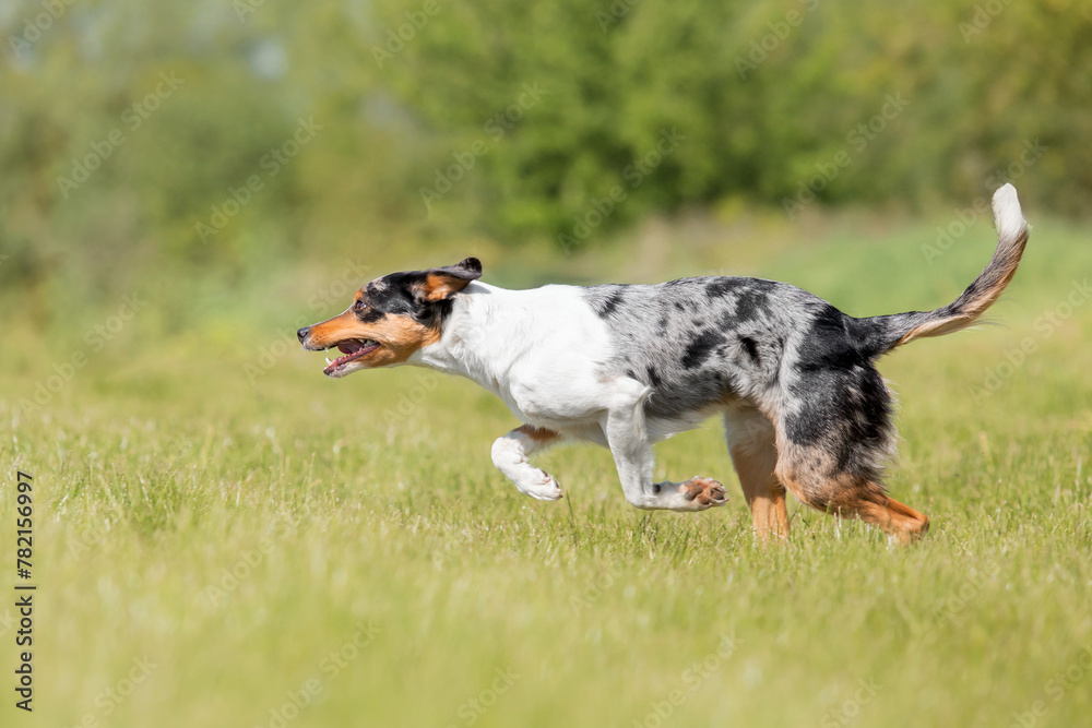 Border Collie dog running on the green grass Border Collie dog running on the green grass