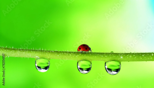 A ladybug on a green stem with water droplets hanging from it