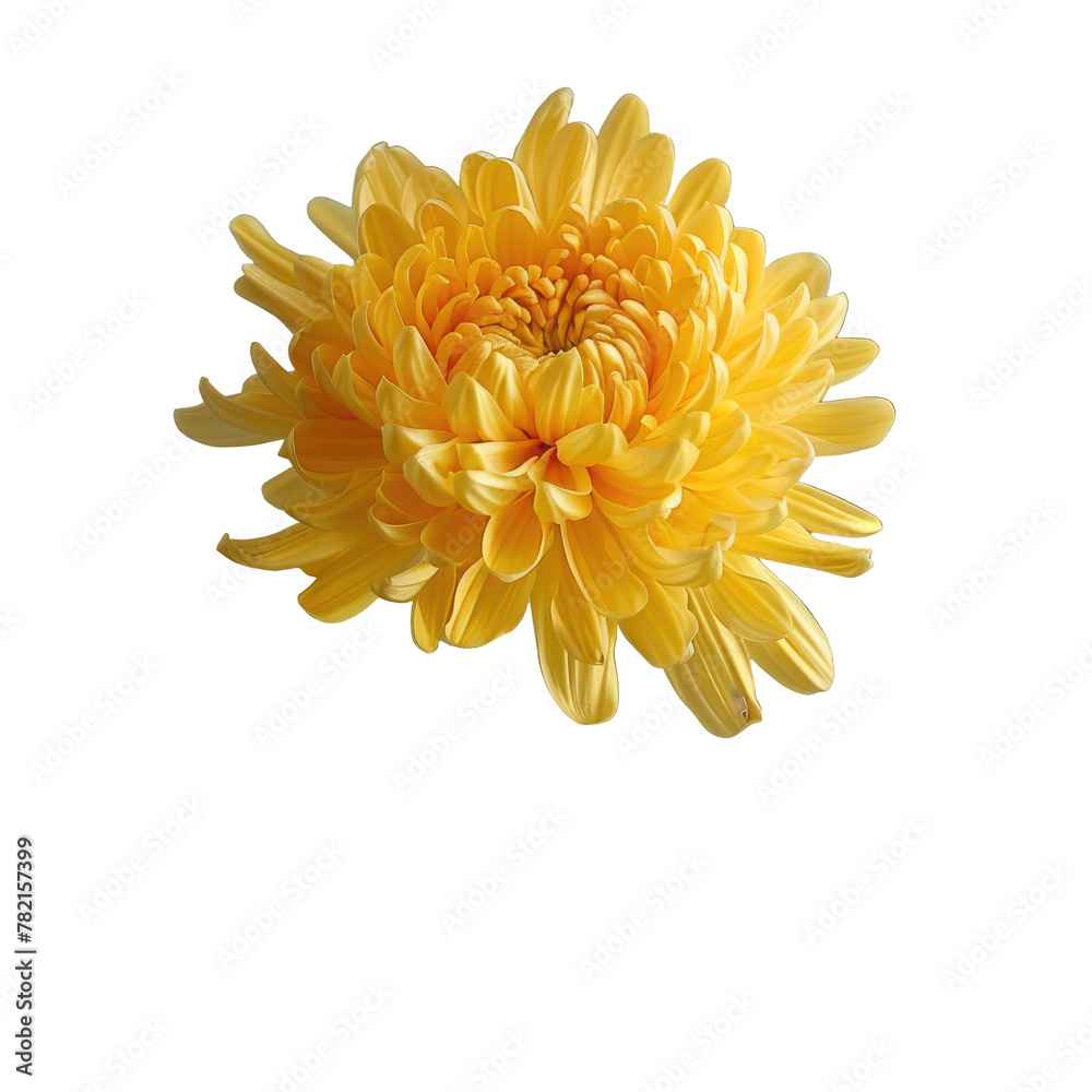A yellow flower on a Transparent Background A yellow flower on a Transparent Background