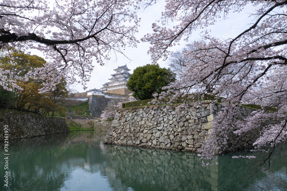 姫路城・世界遺産・桜