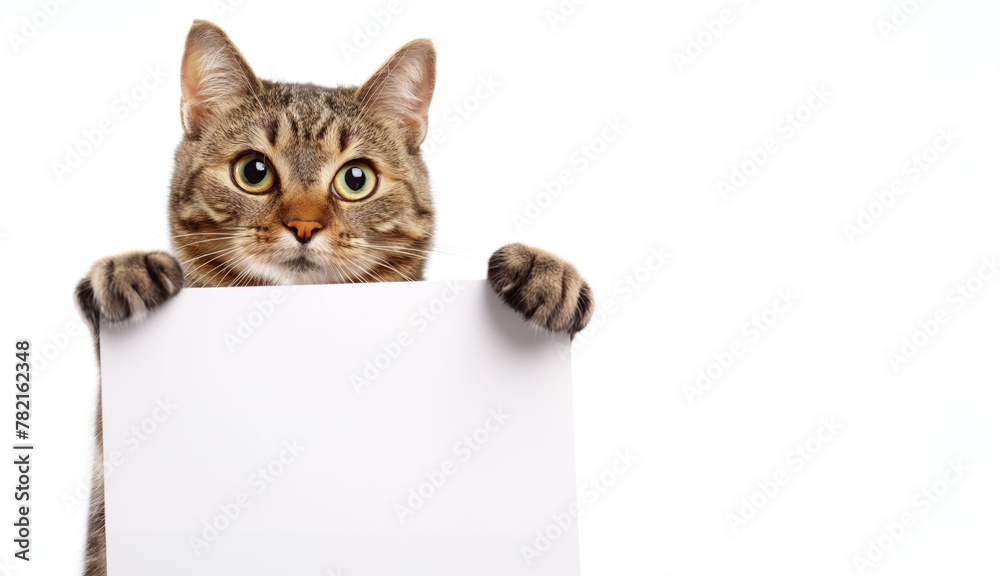 Cute grey cat holding paper blank with empty place for text on isolated transparent background