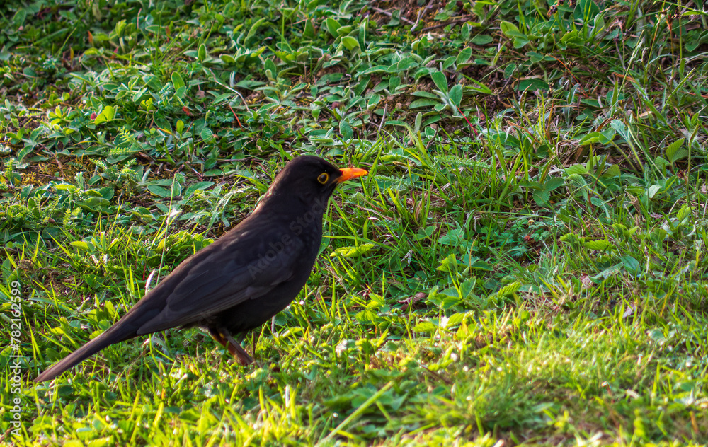 Fototapeta premium The black thrush (lat. Turdus merula) is a bird living throughout Europe, except for the northernmost regions, in northwestern Africa and in southern Asia.