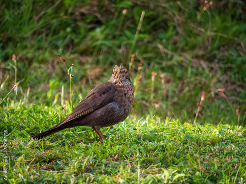The black thrush (lat. Turdus merula) is a bird living throughout Europe, except for the northernmost regions, in northwestern Africa and in southern Asia.
