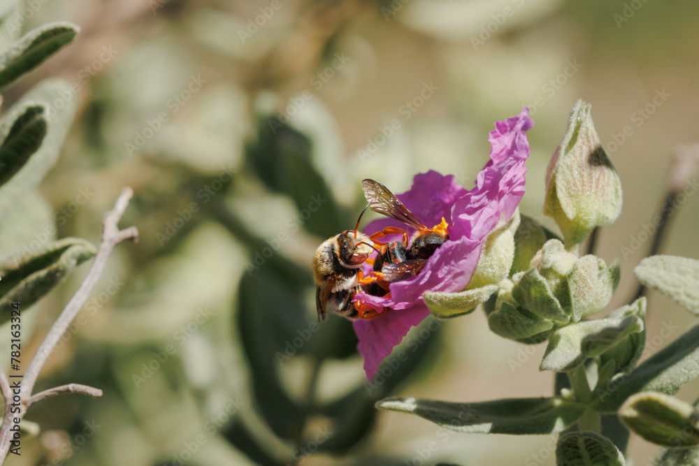Abeja roja solitaria rhodanthidium sticticum macho fecundando a la hembra mientras se alimenta de flor de jara, cistus albidus, Alcoy, España Abeja roja solitaria rhodanthidium sticticum macho fecundando a la hembra mientras se alimenta de flor de jara, cistus albidus, Alcoy, España