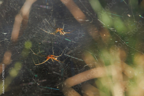 Pequeña araña Linyphia triangularis suspendida en la tela de araña, Alcoy, España photo