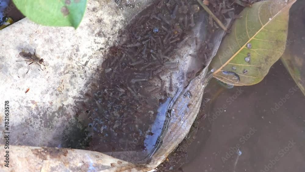 Mosquito larva hatching from egg raft hatching underwater macro footage ...