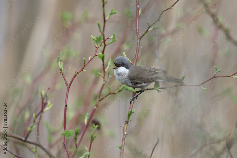 Various angles close-up photo of lesser whitethroat (Curruca curruca) in breeding plumage sitting on the branches of flowering trees and bushes