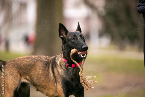  Belgian Malinois dog