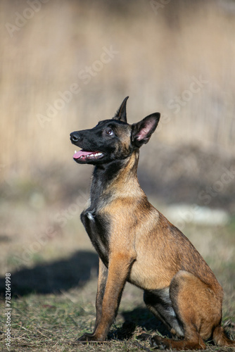 portrait of a Belgian Malinois dog