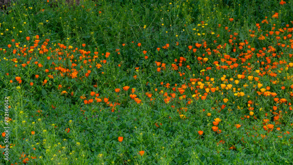 Campo lleno de vegetación y múltiples  flores en primavera