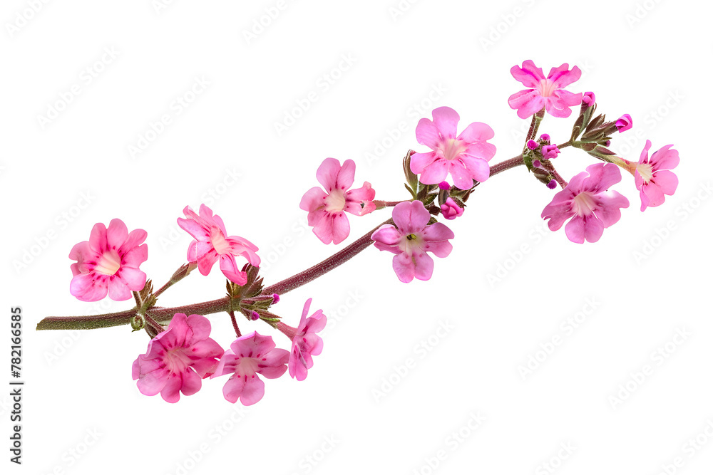 Pnk Catmint flower branch isolated on white. Purple flower Pnk Catmint flower branch isolated on white. Purple flower