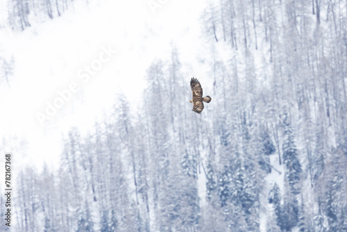 Golden eagle soaring above snow and trees in the background.