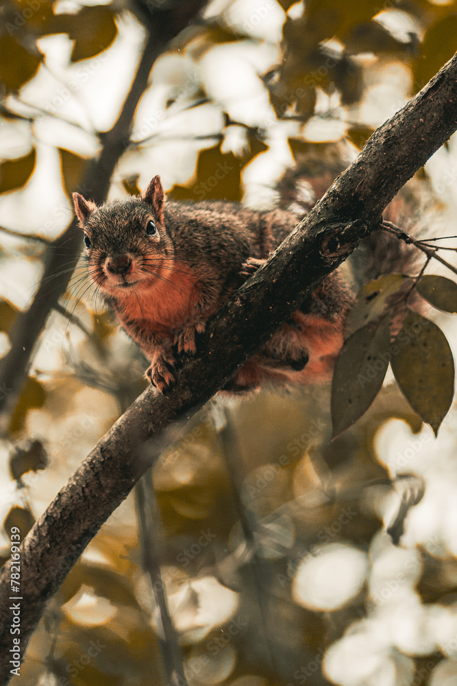 Brown squirrel up in a tree