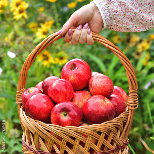 Woman holding a wicker basket with red apples photo