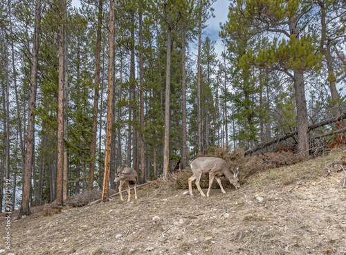 Two mule deer (Odocoileus hemionus) grazing on a rocky slope in Banff National Park, Alberta, Canada