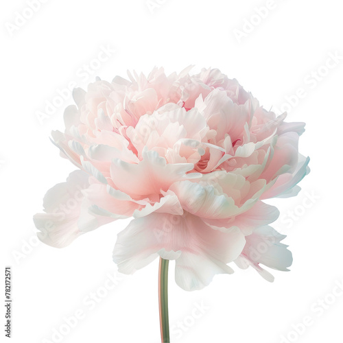 A pink flower in a vase on a transparent