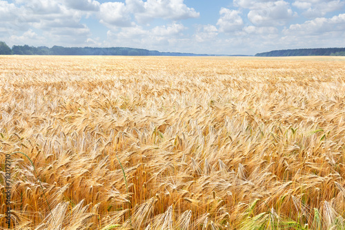 Field barley in period harvest on background cloudy sky © Anastasiia Malinich