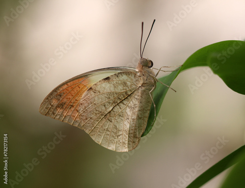 Großer Aurorafalter - Great Orange Tip