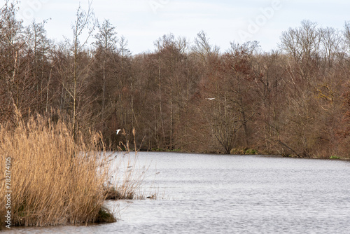 Roselière, Etang aux Pointes, Chemin des marais, Marais de Fontenay, Marais des Basses Vallées de l'Essonne et de la Juine, Essonne, 91, France