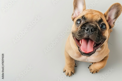 Cute playful small dog French Bulldog sitting looking up with funny face on white studio background. Portrait of happy puppy having fun with its tongue out. Beautiful cute pup playing close up. Banner