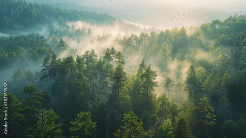 The serene beauty of a pine forest bathed in early morning light, with mist gracefully drifting among the trees.