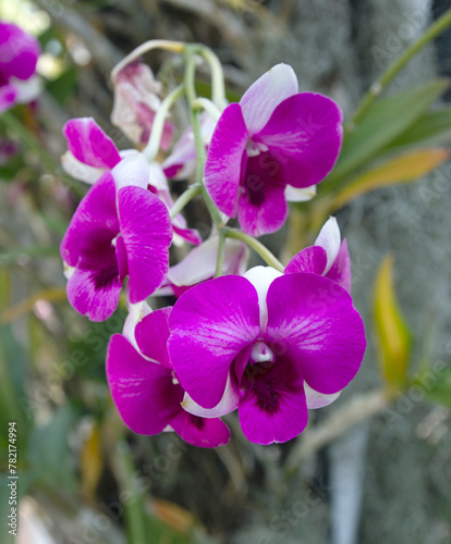 Beautiful orchid flowers in the morning in the garden