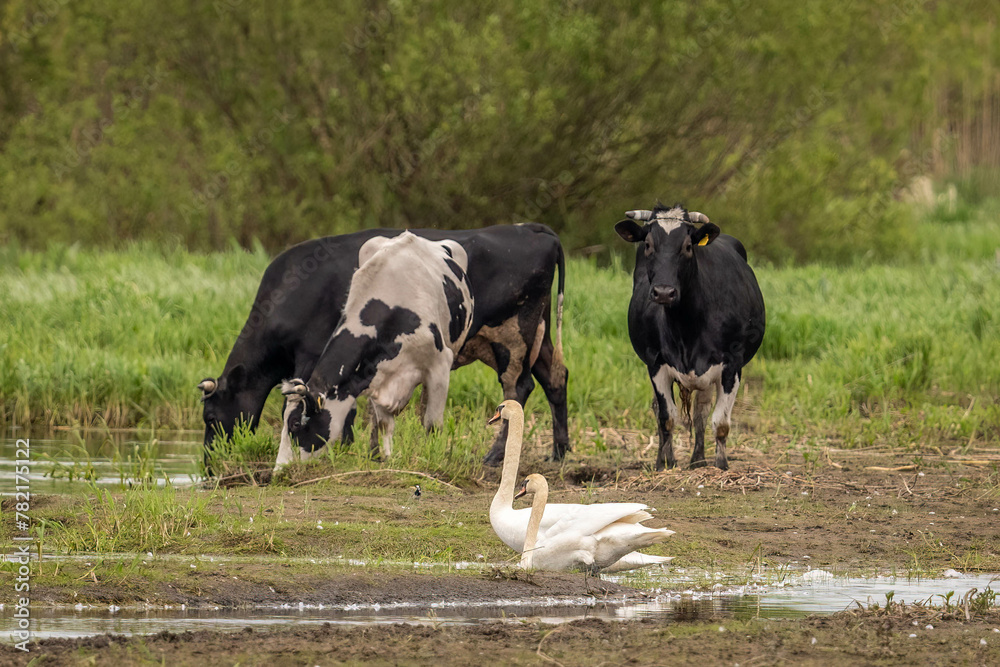 White swans and cows by the river White swans and cows by the river