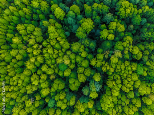 top drone view of a green forest