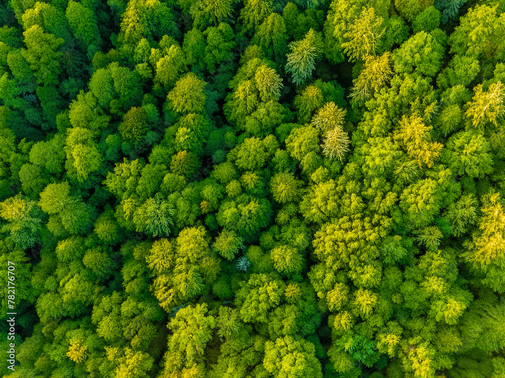 top drone view of a green forest