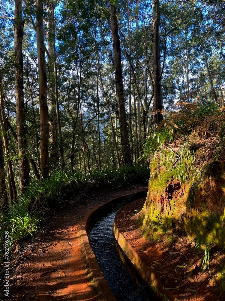 river in the forest