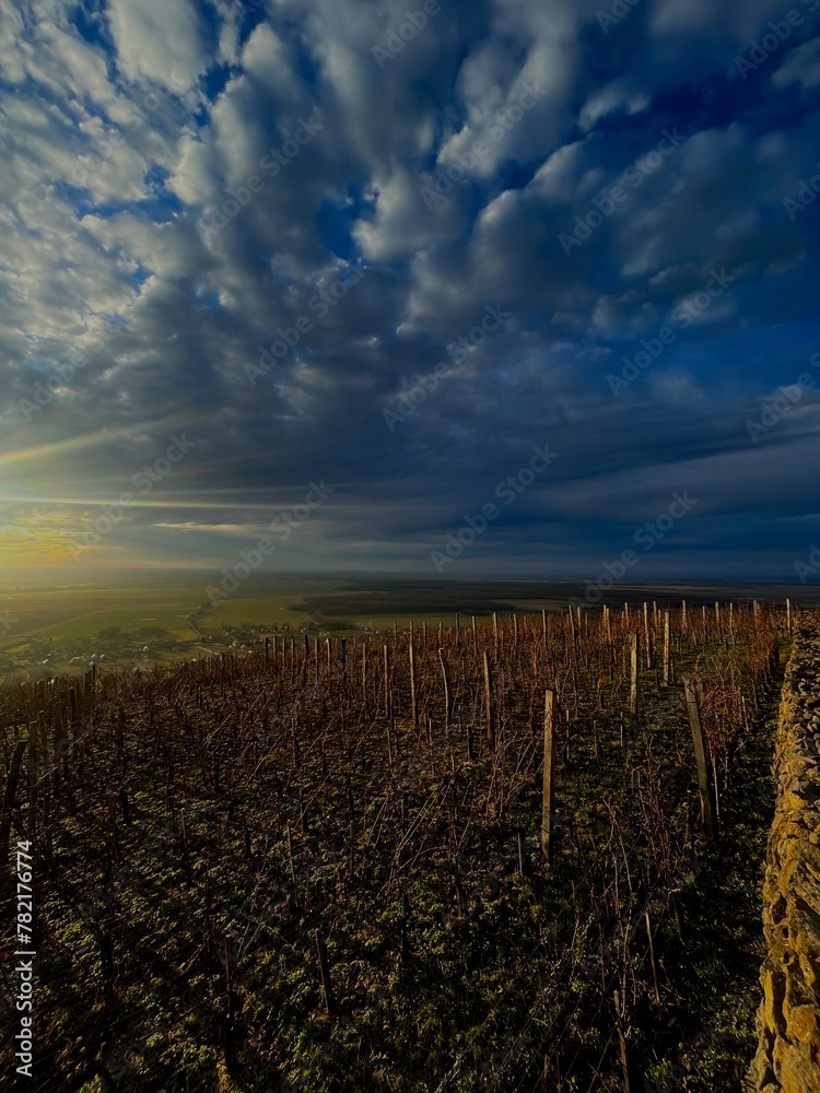 vineyard at sunset