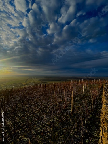 Obraz na płótnie vineyard at sunset w salonie