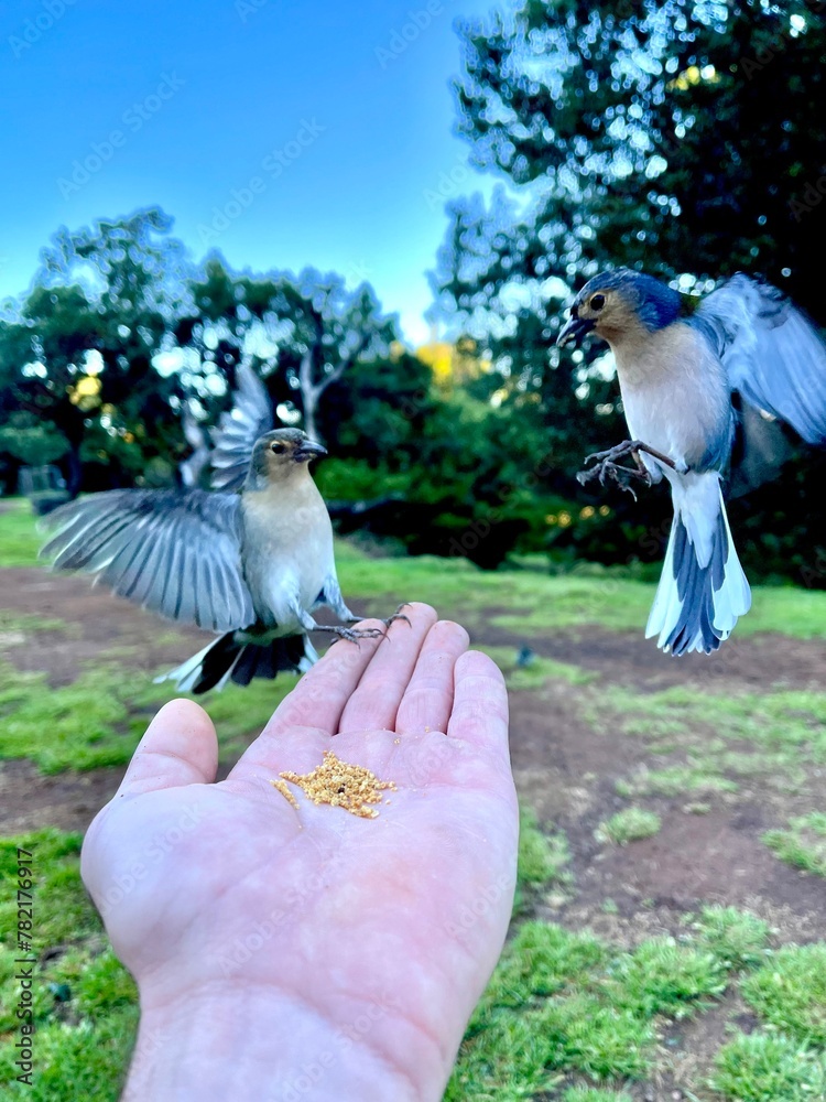 birds in the park