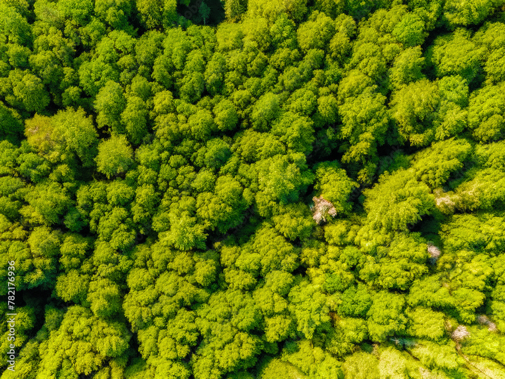 top drone view of a green forest top drone view of a green forest