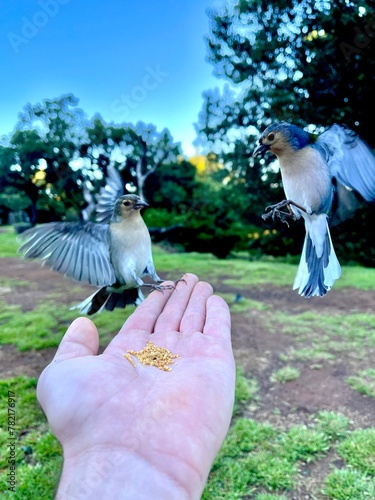 birds in the park