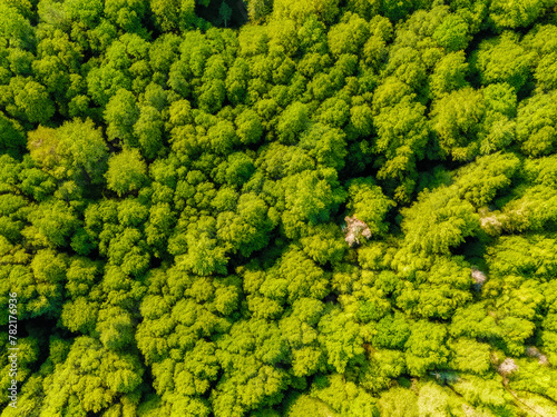 top drone view of a green forest