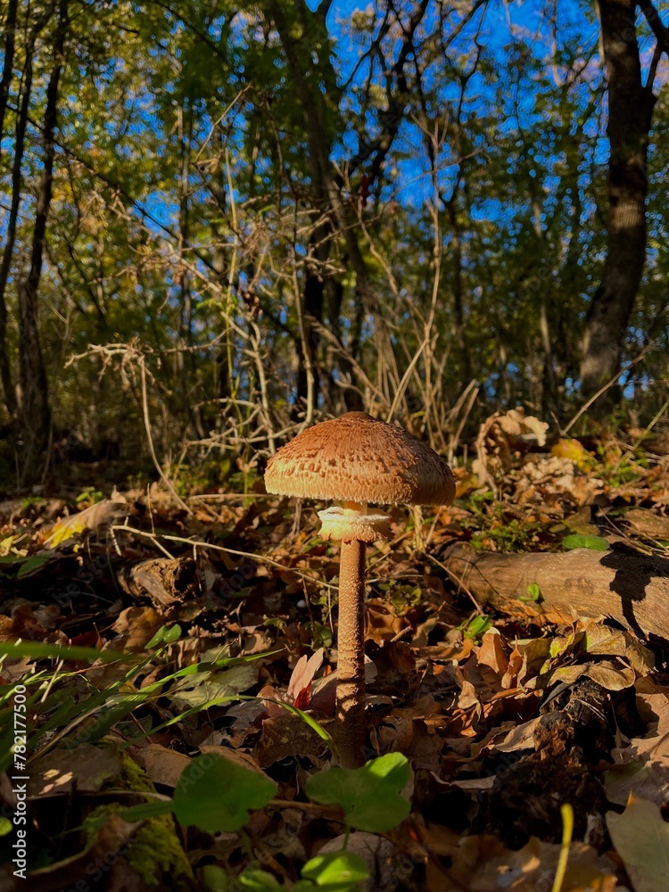 mushroom in the forest