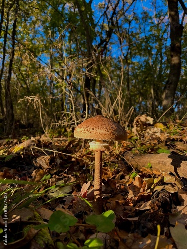 mushroom in the forest