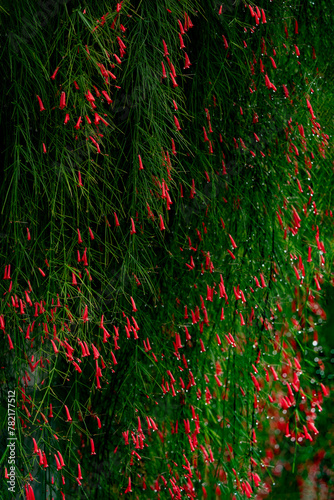 Firecracker plant flowers photo
