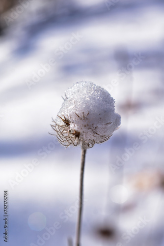 snow covered plant