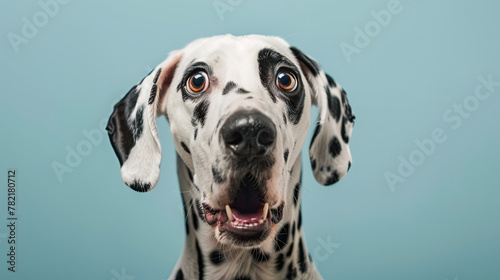 Studio portrait of a dalmatian dog with a surprised face, on pastel blue background ©  Mohammad Xte