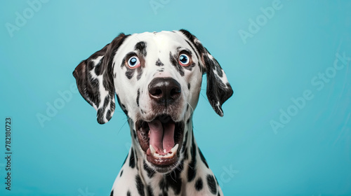 Studio portrait of a dalmatian dog with a surprised face, on pastel blue background