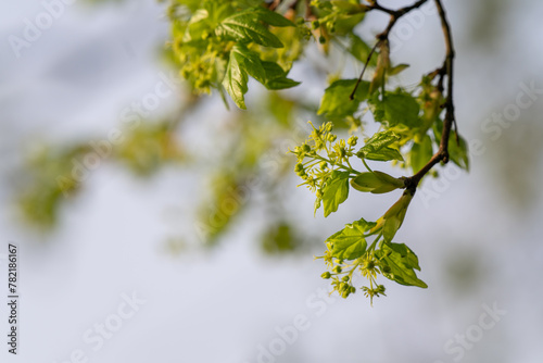 Tiny green flowers of a maple tree.