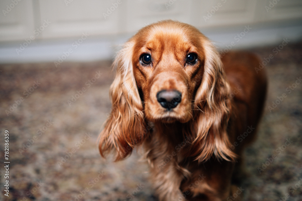 Portrait of a pet, a red dog of the English Cocker Spaniel breed.